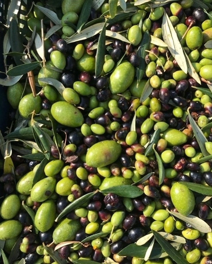 Olive grove